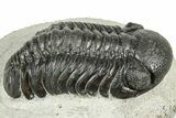 Detailed Austerops Trilobite - Ofaten, Morocco #323574-2